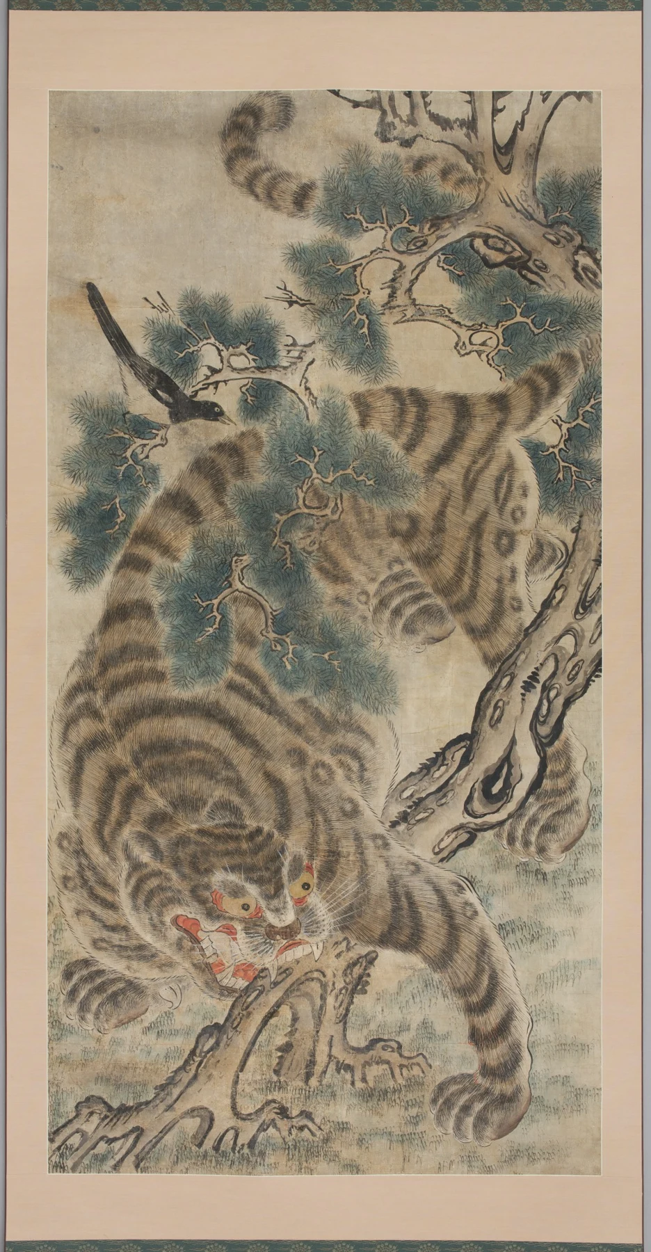 Tiger below pine branches with a magpie above