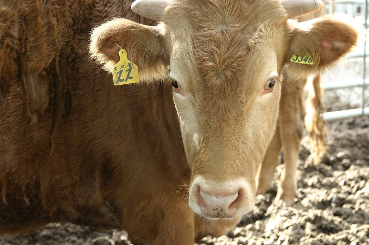 Brown cattle head facing forward with horns and ear tags