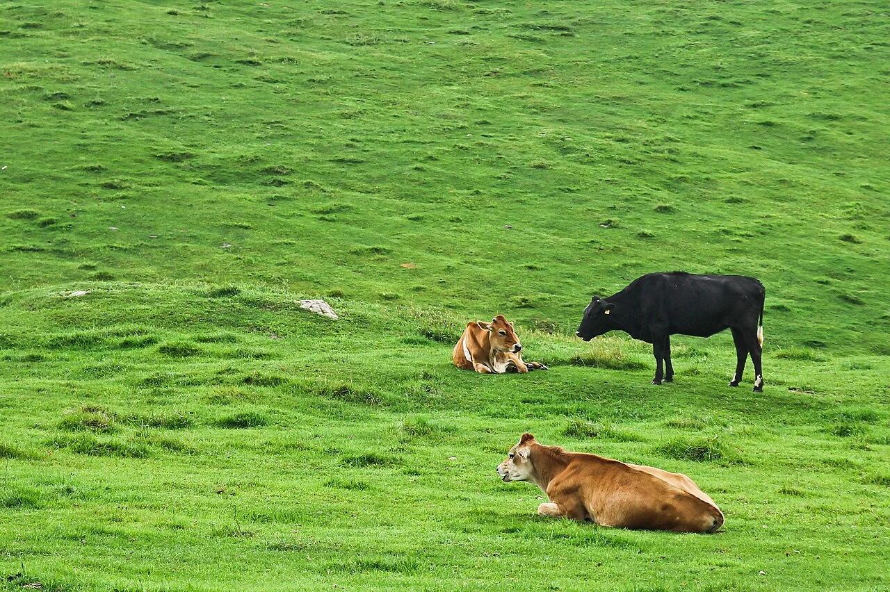 Two brown cattle resting and a black animal standing on grass