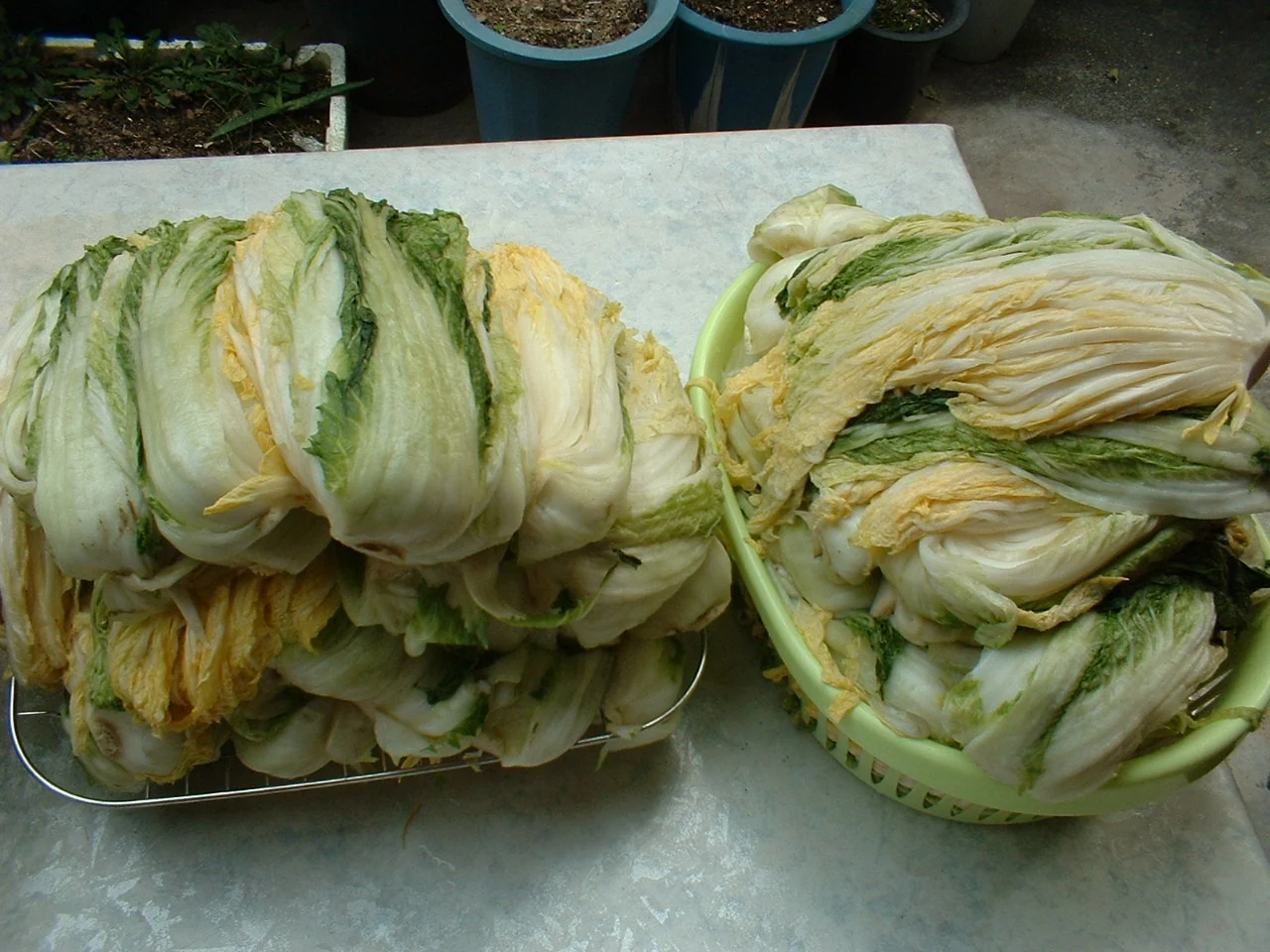 Salted cabbage stacked on metal and green plastic draining baskets